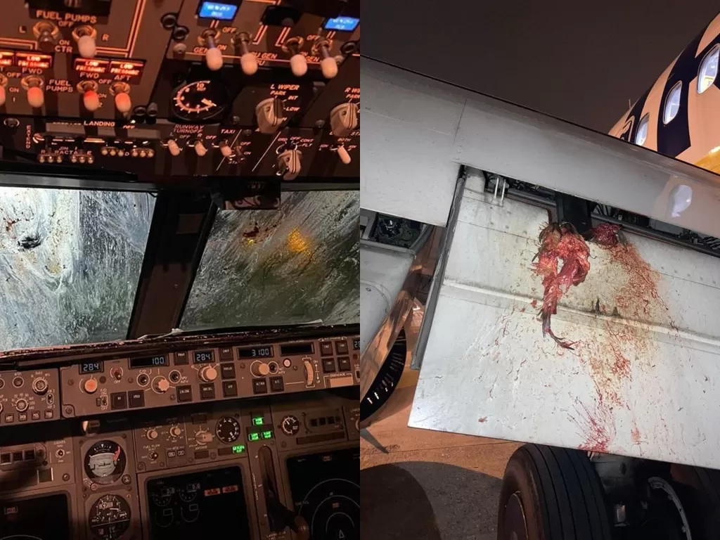 Tampilan pesawat yang menabrak burung Kuntul. (photo/Dok. Breaking Aviation News & Videos via Twitter)