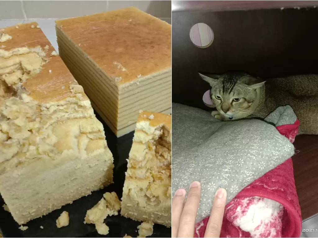 Kucing makan dan obrak-abrik kue. (Facebook/@Myra Kunchit)