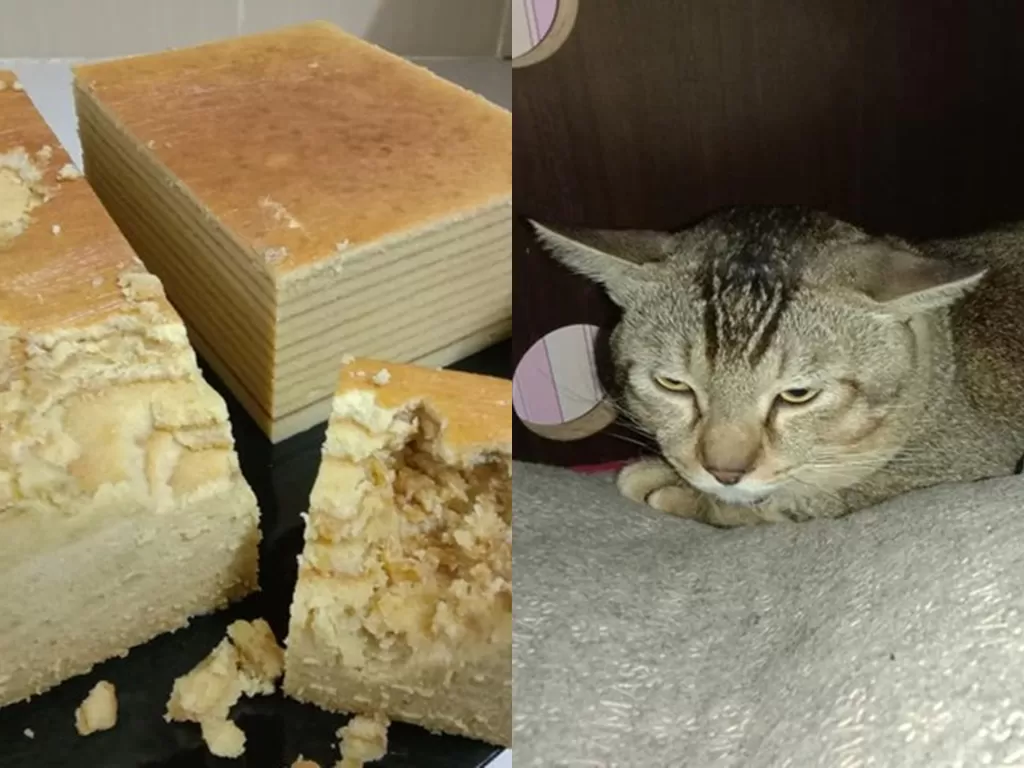 Potret kucing dan kue yang dimakannya. (Facebook/Myra Kunchit)