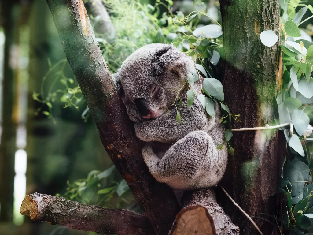 Koala si tukang tidur. (photo/Unsplash/Jordan Whitt)