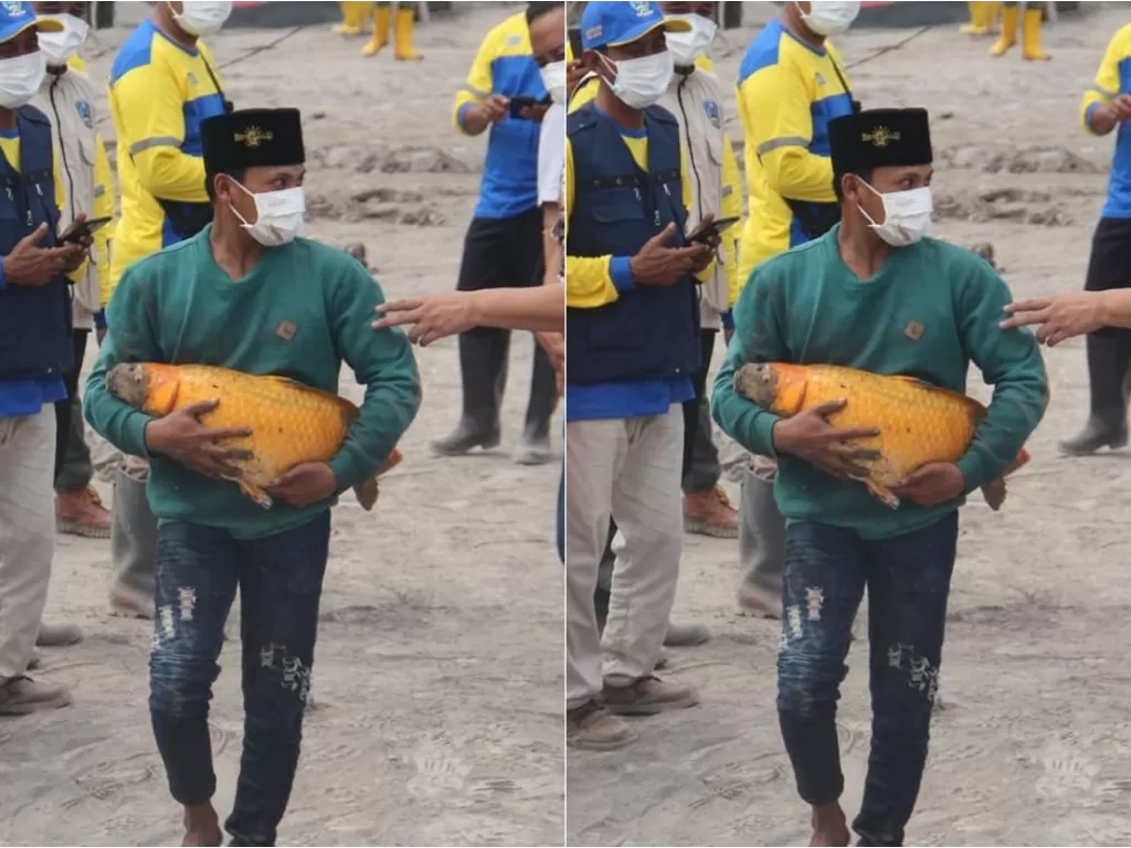 Ikan mas selamat dari erupsi Semeru (Instagram/khofifah.ip)