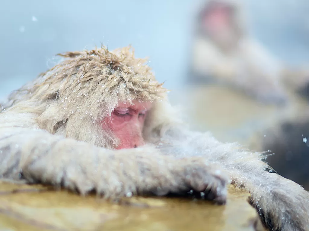   Monyet Salju Jepang. (photo/Unsplash/nomao saeki)