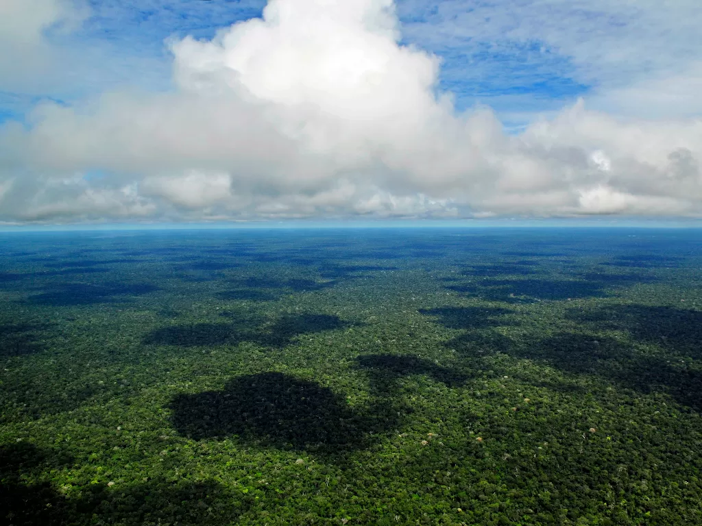 Hutan hujan Amazon yang diprediksi bakal jadi padang rumput dalam waktu 5 tahun. (Wikipedia)