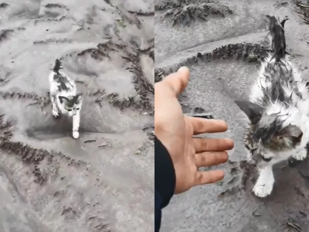 Kucing yang selamat dari erupsi Semeru. (YouTube/Cak Saif)