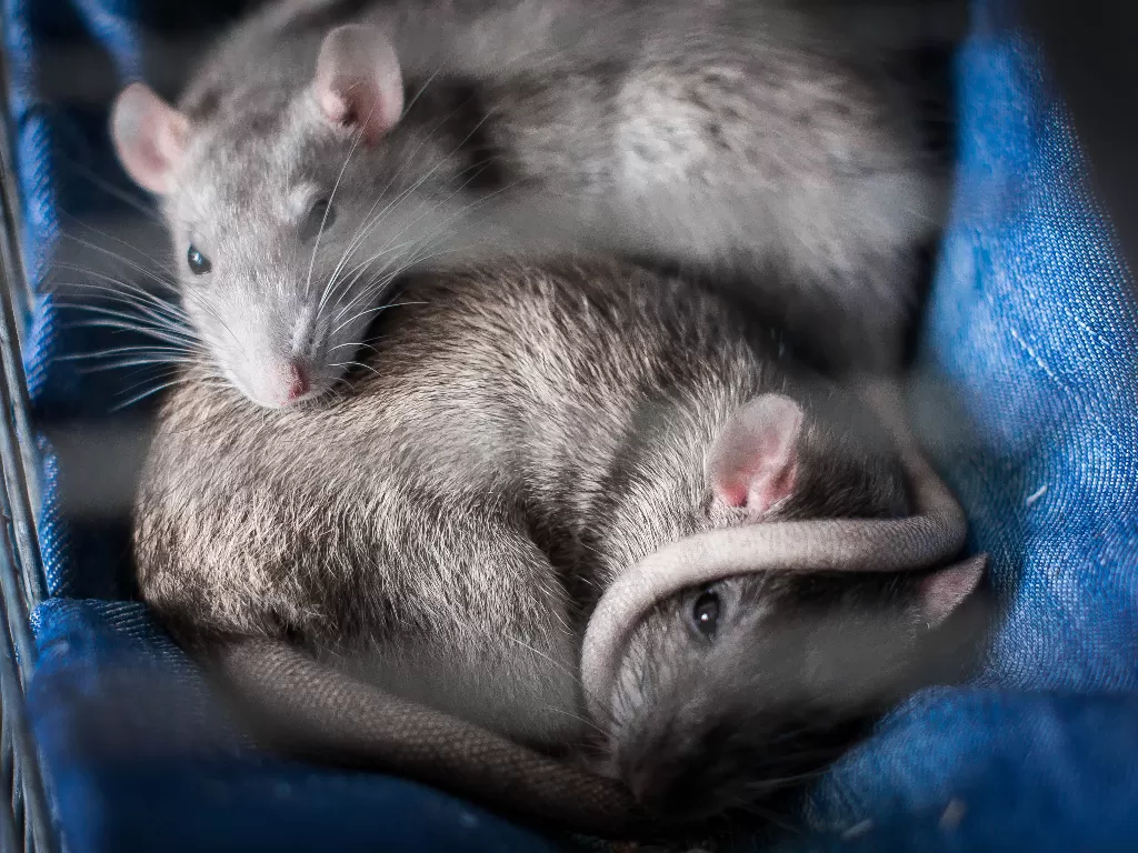 Ilustrasi tikus yang diduga menularkan virus Corona dari gigitannya. (Foto oleh Alex Smith dari Pexels)