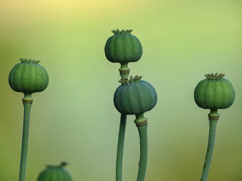 Tanaman opium yang bisa disuling untuk bahan baku heroin (Pixabay)