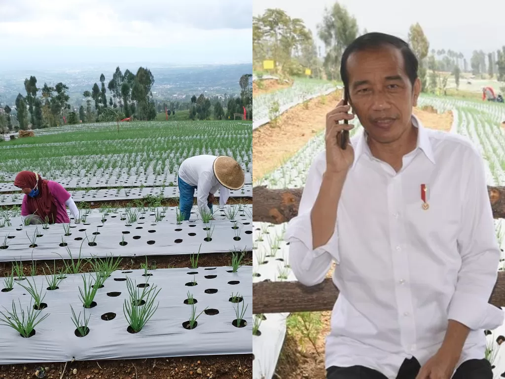 Kiri: Petani bawang di Temanggung. (ANTARA/Anis Efizudin) / Kanan: Presiden Jokowi saat menelpon Mendag Lutfhi. (ANTARA/HO-Biro Pers Sekretariat Presiden)