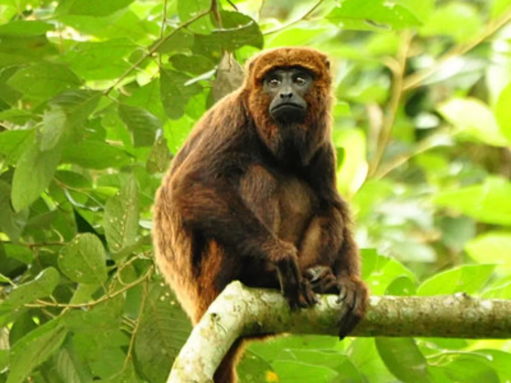  Monyet Howler. (photo/dok.Wikimedia)