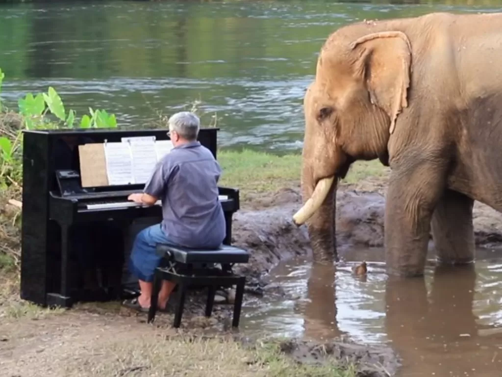 Paul Barton, musisi yang menyelamatkan gajah di Thailand. (Photo/YouTube/Paul Barton)