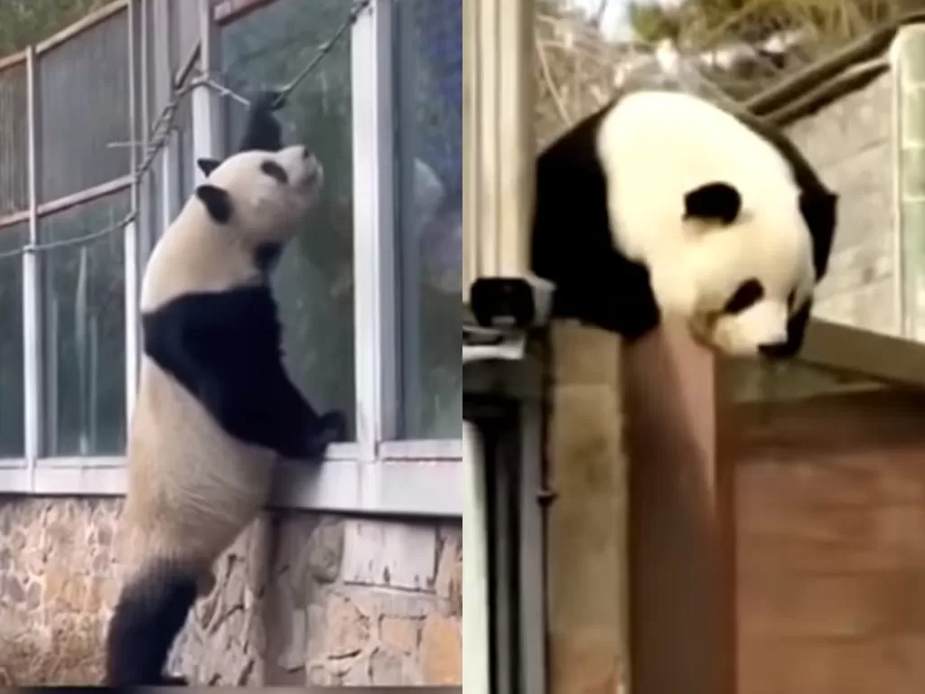 Aksi lucu panda saat berusaha melarikan diri dari kandang. (Photo/YouTube)