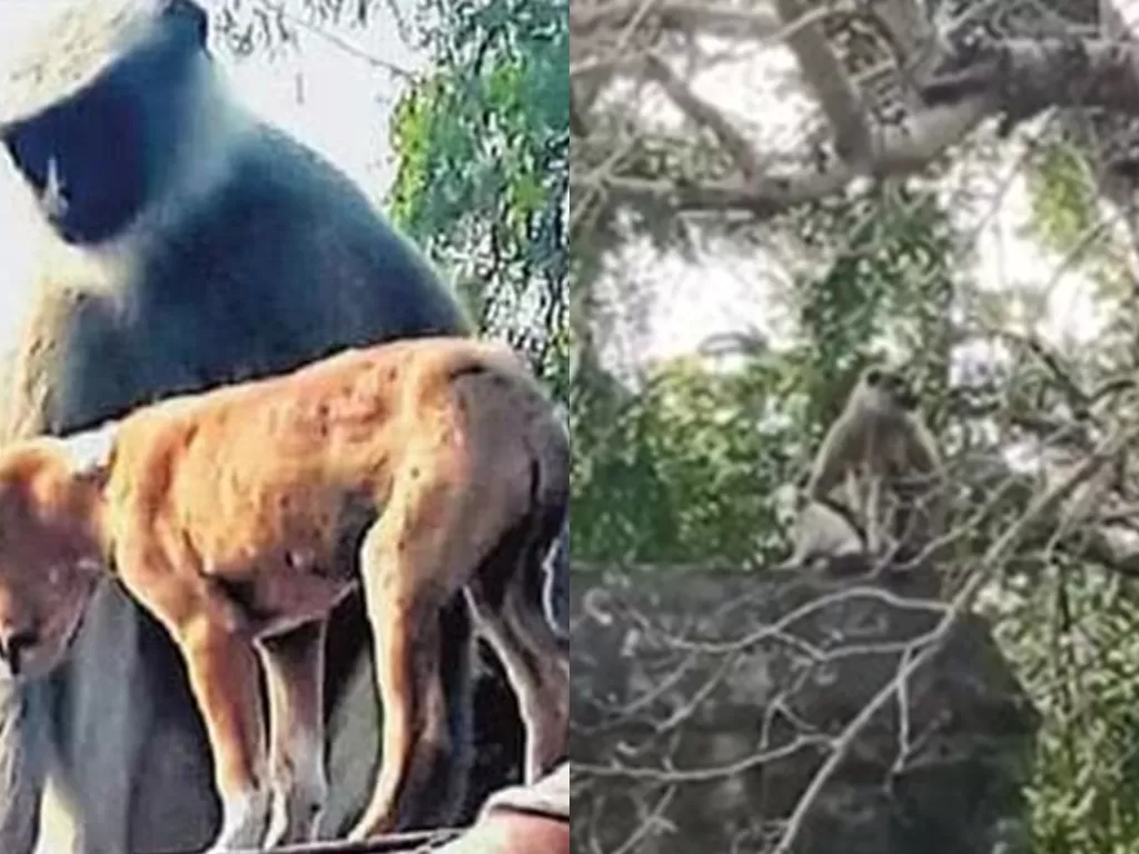 Kawanan monyet yang membawa anak anjing ke atas pohon dan gedung. (Foto/India Today)