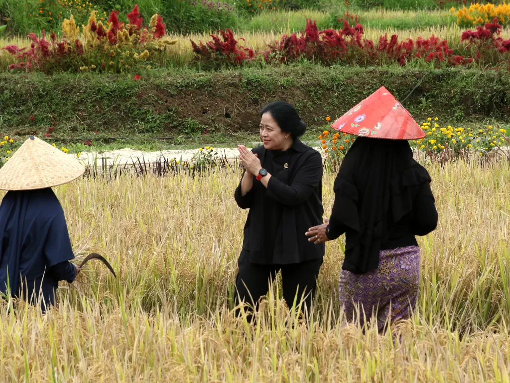 Ketua DPR Puan Maharani (tengah) memanen padi bersama petani di persawahan Banjar, Licin, Banyuwangi, Jawa Timur, Jumat (12/11/2021). (ANTARA FOTO/Budi Candra Setya/aww.).