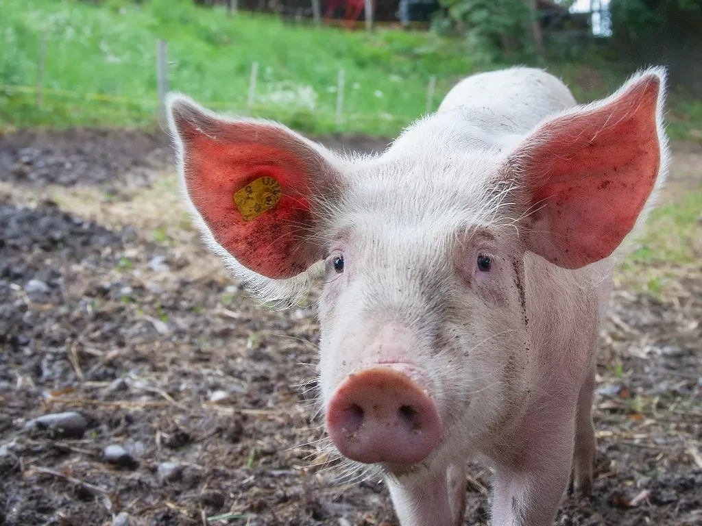 Ilustrasi babi berwarna pink. (Foto oleh mali maeder dari Pexels)