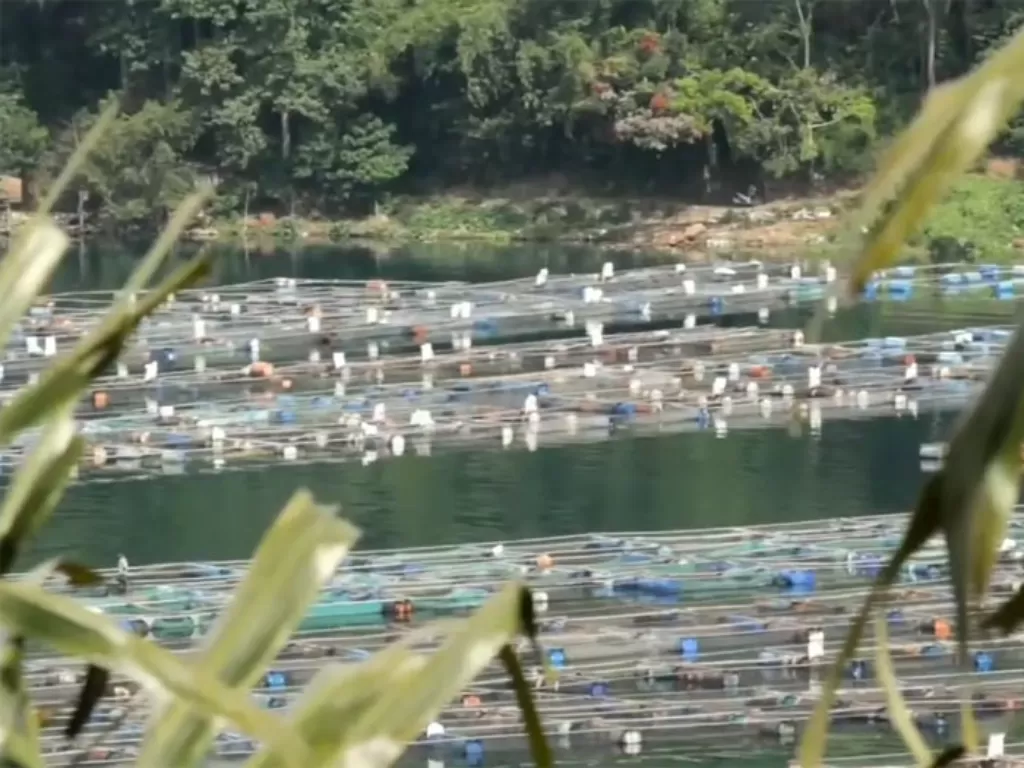 Keramba Jaring Apung marak di Danau Toba. (Youtube)