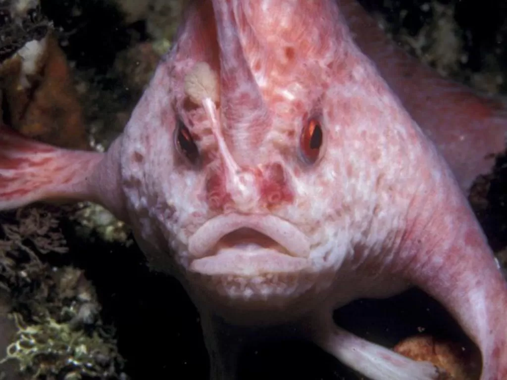 Ikan berjalan pink atau dikenal pinkhandfish. (photo/Dok. KAREN GOWLETT-HOLMES/TASMANIA UNIVERSITY via BBC)