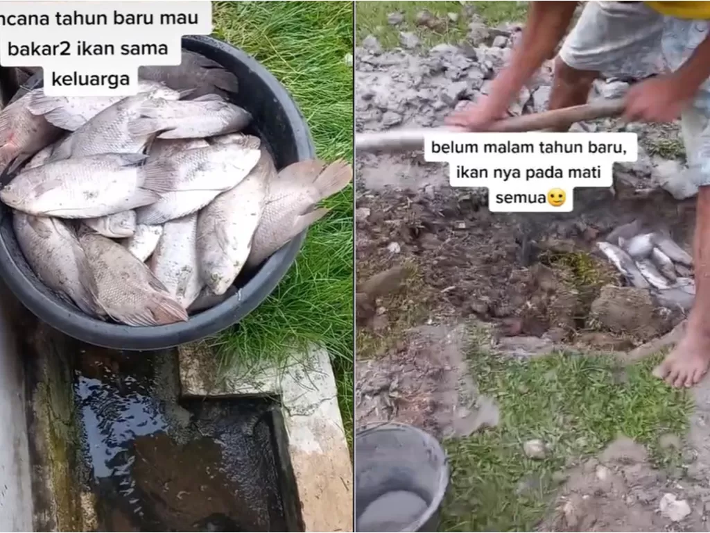 Curhat netizen yang gagal bakar-bakar di Malam Tahun Baru karena semua ikannya di kolam mati. (TikTok)