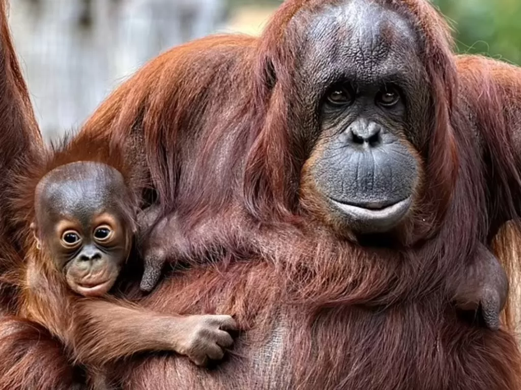 Induk orangutan ajarkan anaknya mandiri supaya bisa makan. (Foto/Shutterstock)