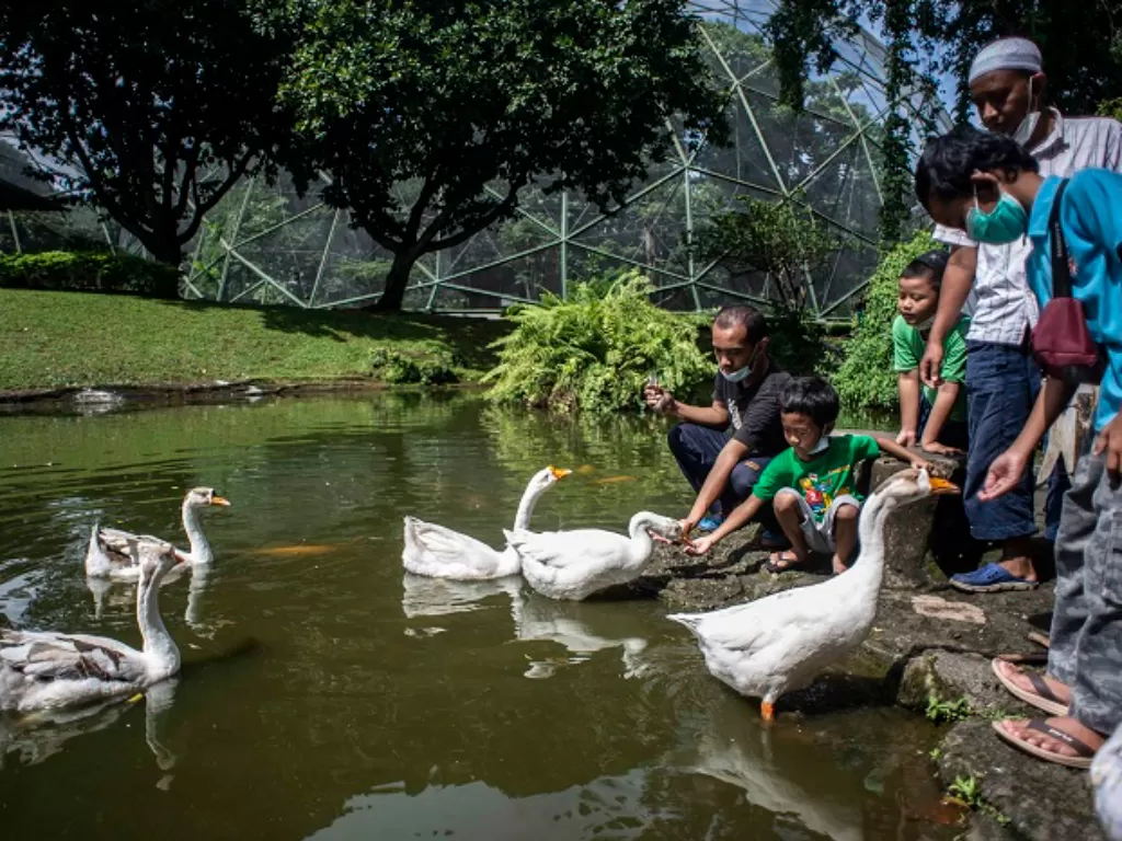 Pengunjung memberi pakan burung angsa saat berwisata di Taman Burung, kompleks Taman Mini Indonesia Indah (TMII), Jakarta. (ANTARA FOTO/Aprillio Akbar)