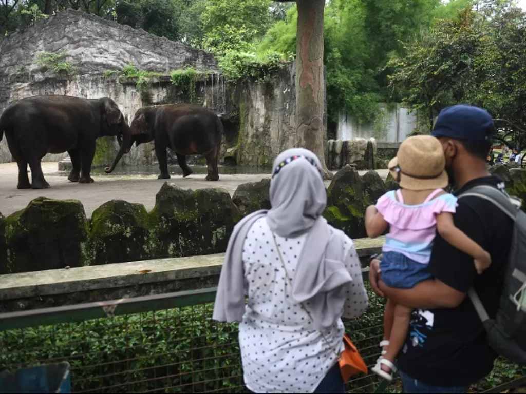 Pengunjung melihat gajah di Taman Margasatwa Ragunan, Jakarta. (ANTARA FOTO/Akbar Nugroho Gumay)