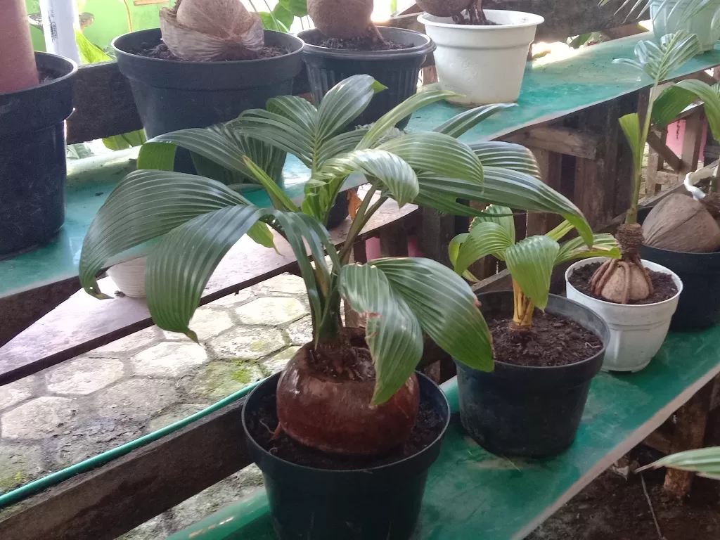 Bisnis tanaman hias dari kelapa tua. (Wahyu Prastyawan/IDZ Creators) 