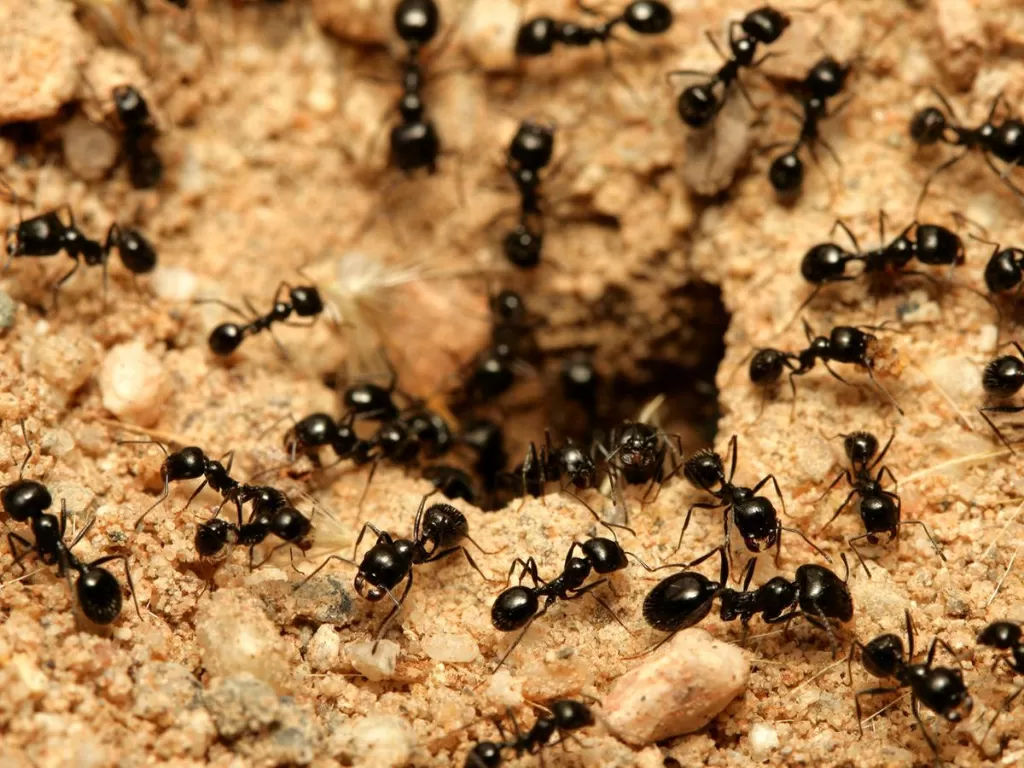 Ilustrasi Populasi Semut. (Pexels)