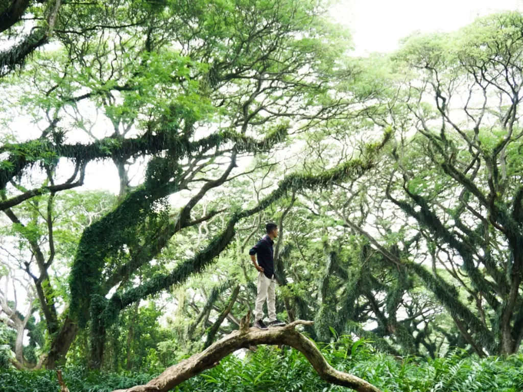 Hutan De Djawatan di Banyuwangi, Jawa Timur. (Robi Juniarta/IDZ Creators)