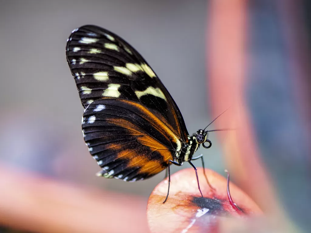 Ilustrasi kupu-kupu masuk rumah (Pixabay)