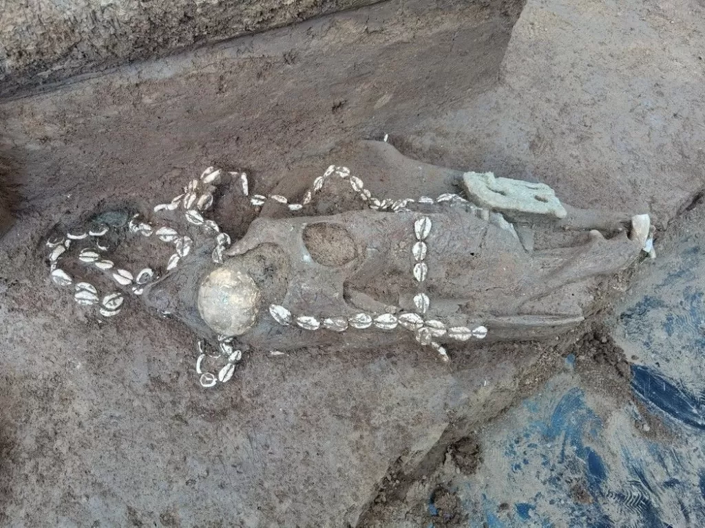 Pelayan dari prajurit dikubur hidup-hidup bersama majikannya dari klan bangsawan. (Foto/Anyang Institute of Cultural Relics and Archaeology)