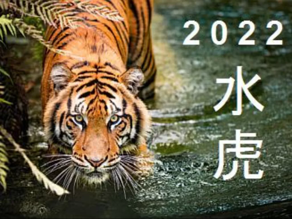 Ilustrasi tahun macan air (Pinterest/Master Tsai)
