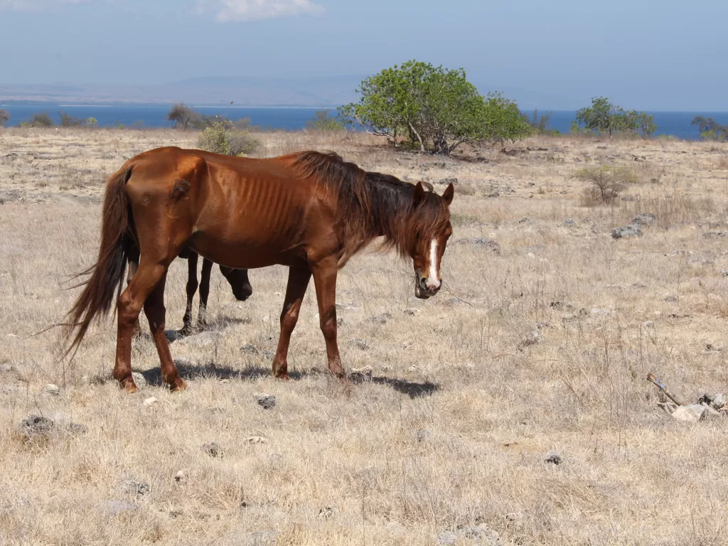 Bermain dengan kuda Sumba di padang sabana (Jafriyal/IDZ Creators)