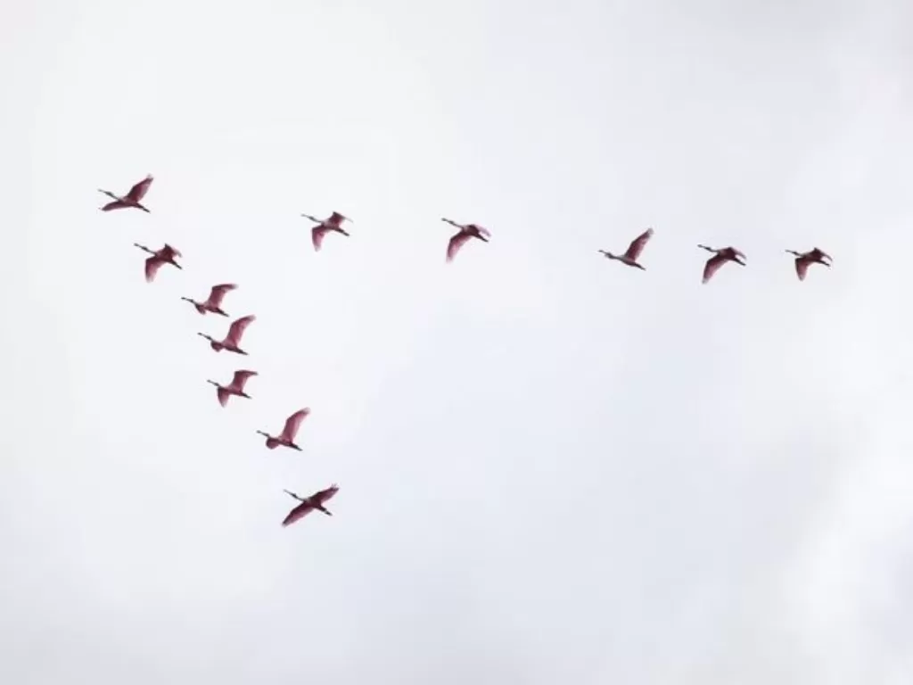 Ilustrasi burung terbang dengan formasi V. (Unsplash)