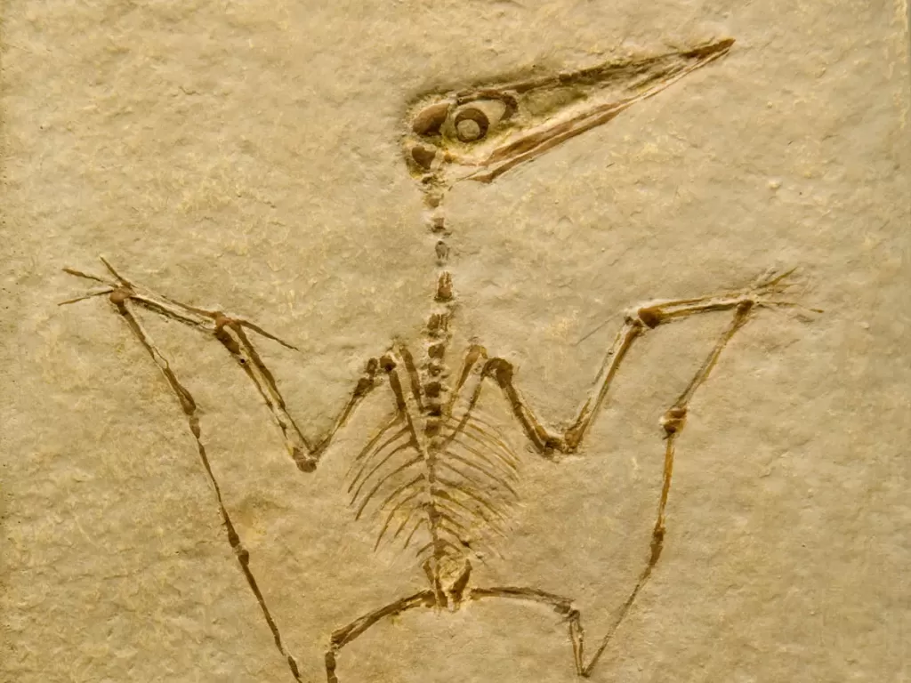 Fosil pterodactyl. (Photo/Britannica)