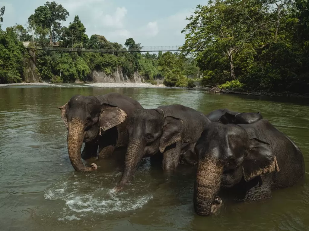 Gajah liar di sungai Tangkahan. (Instagram/@terrariotangkahan)