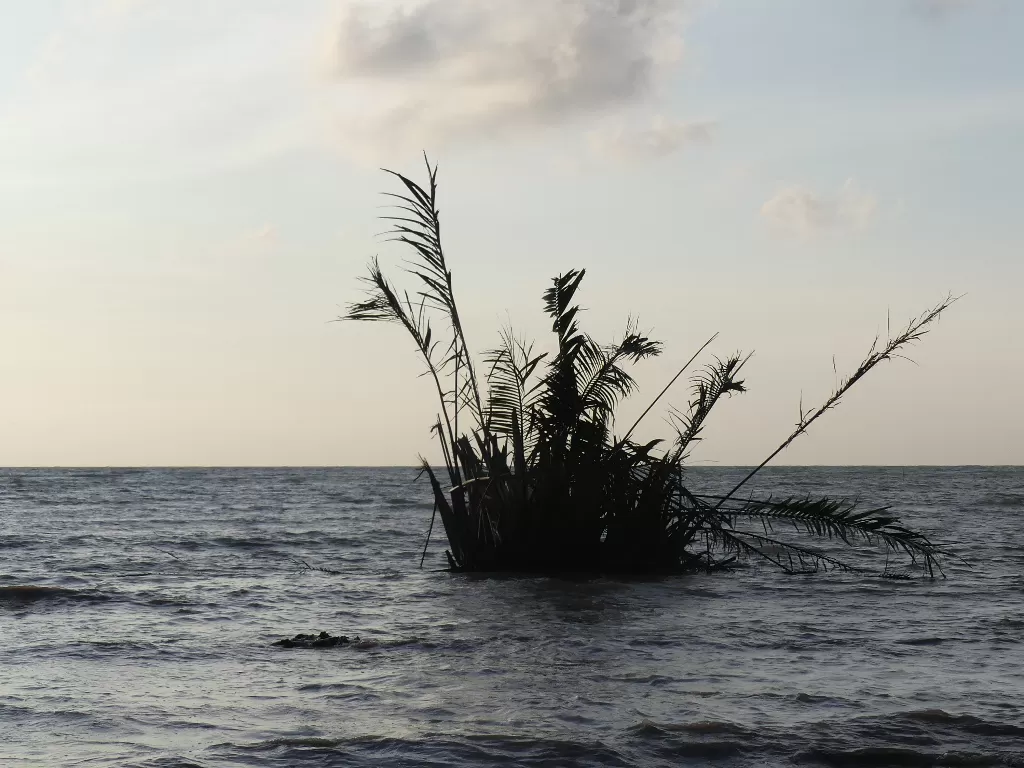 Pohon buyuk muncul di laut Jepara. (Dedy Setyawan/IDZ Creators)