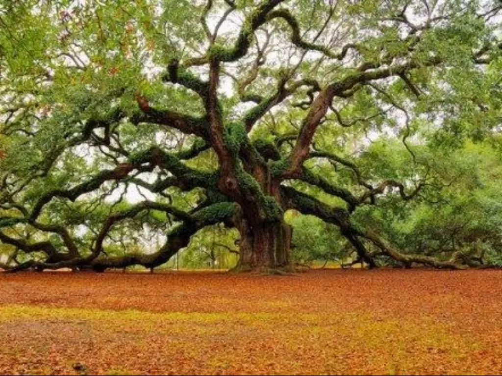 Pohon Mitos Dunia. (Dailysia.com)