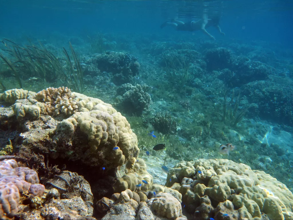 Keindahan bawah laut di Pulau Kalong, Sumbawa Barat (Sunaryo Haryo Bayu/IDZ Creators)