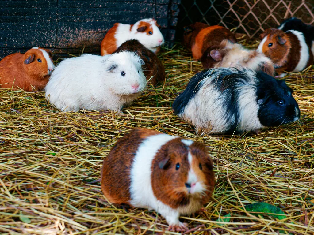 Ilustrasi hewan hamster (Freepik/wirestock)