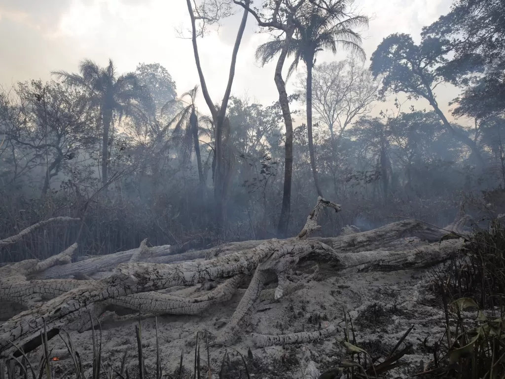 Deforestasi di hutan Amazon, Brasil. (Photo/New York Times)