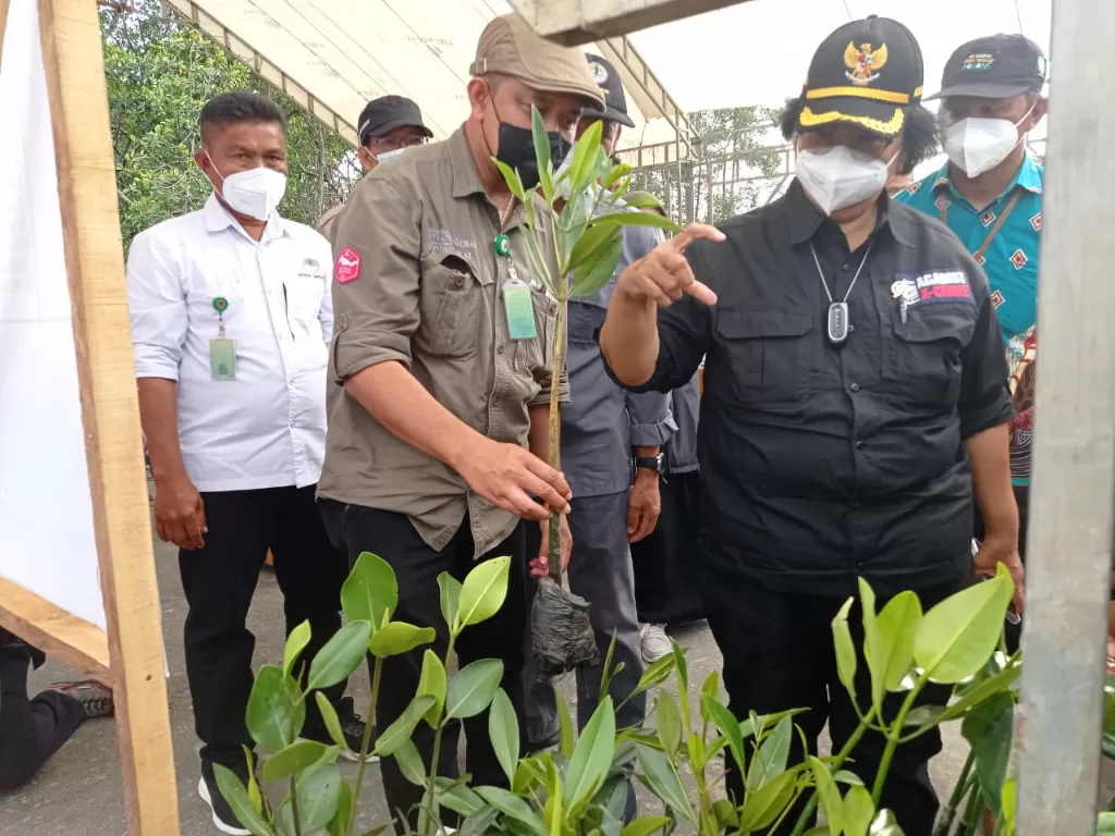 Menteri Lingkungan Hidup dan Kehutanan (LHK) Siti Nurbaya meninjau lokasi penanam mangrove. (Dok.PWI)