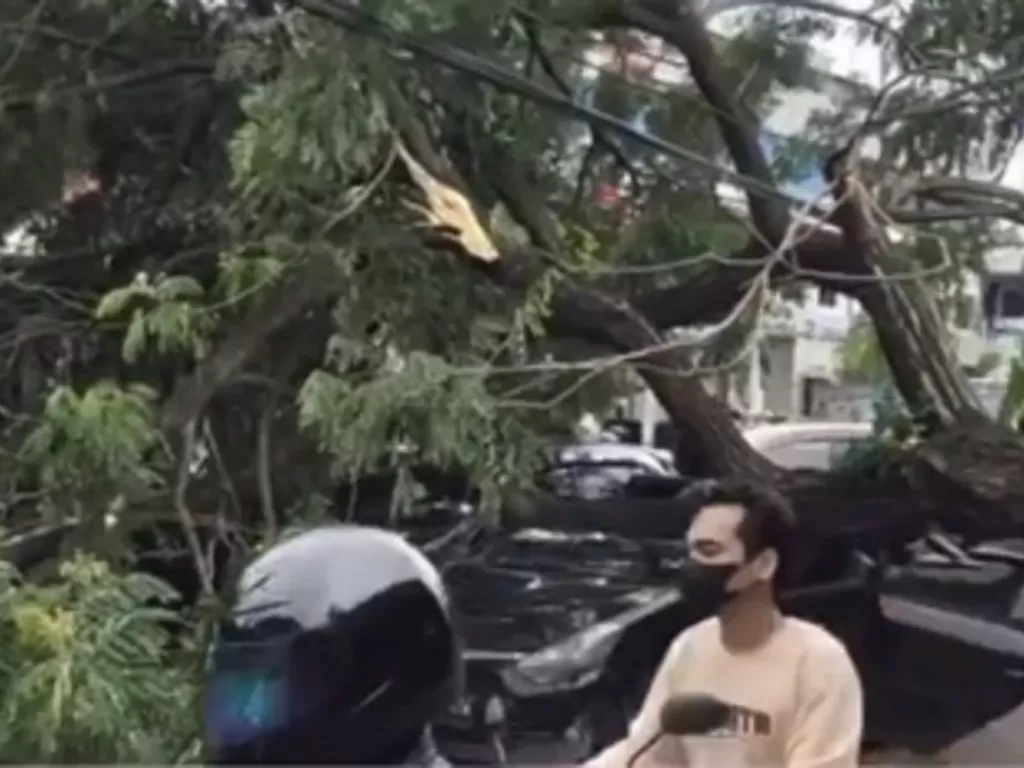 Sebuah mobil ringsek tertimpa pohon tumbang di Jaksel. (Instagram/@tangsel.info)