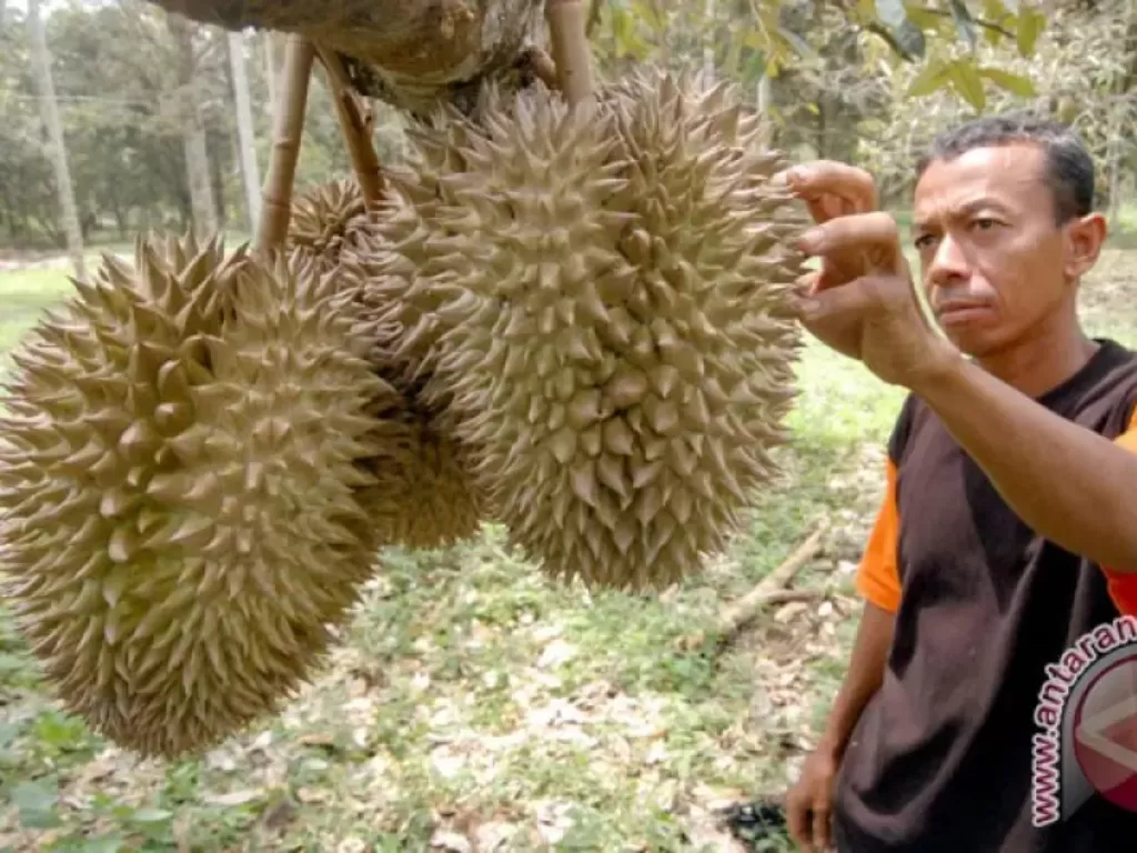 ilustrasi - berkebun durian (ANTARA/Rahmad)