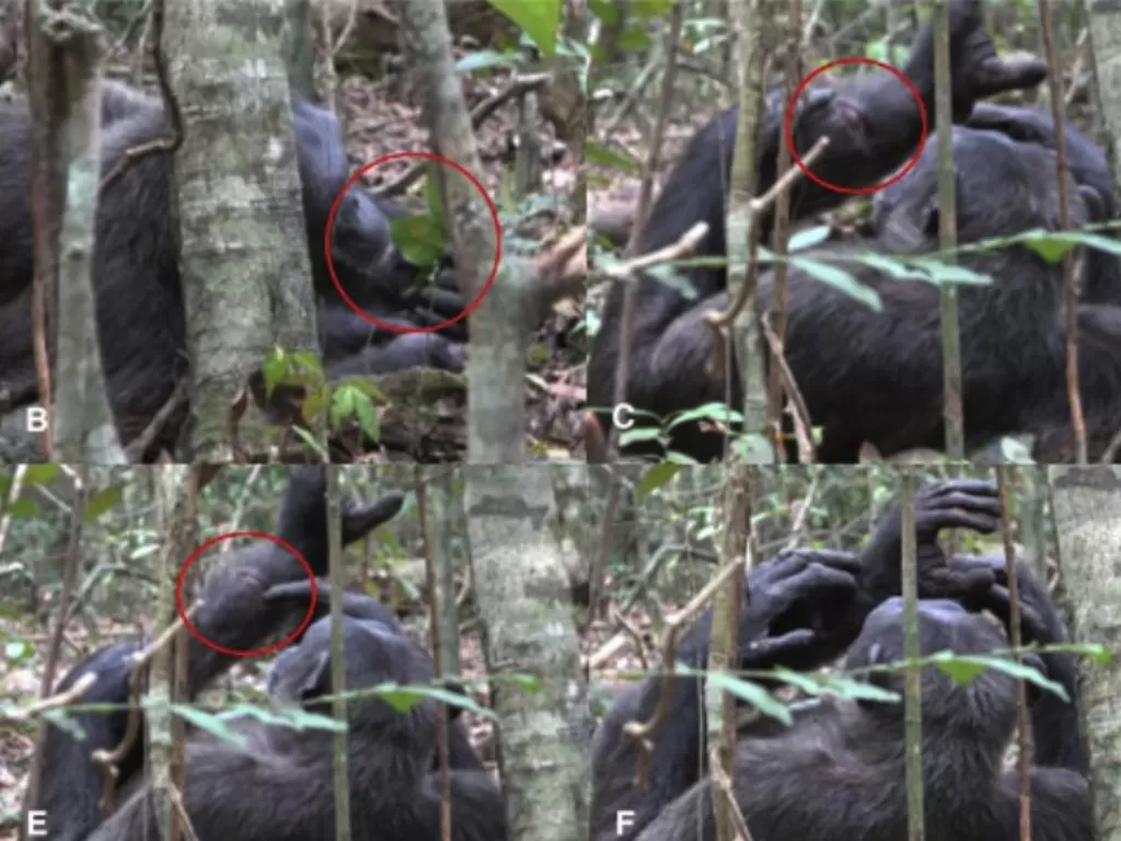 Simpanse mengoleskan serangga untuk mengobati luka anaknya di Taman Nasional Loango, Gabon (Dok. Alessandra Mascaro)