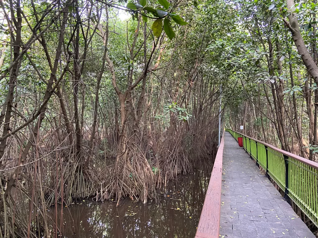 Wisata ke hutan mangrove di utara Jakarta (Dada Sabra Sathilla/IDZ Creators)