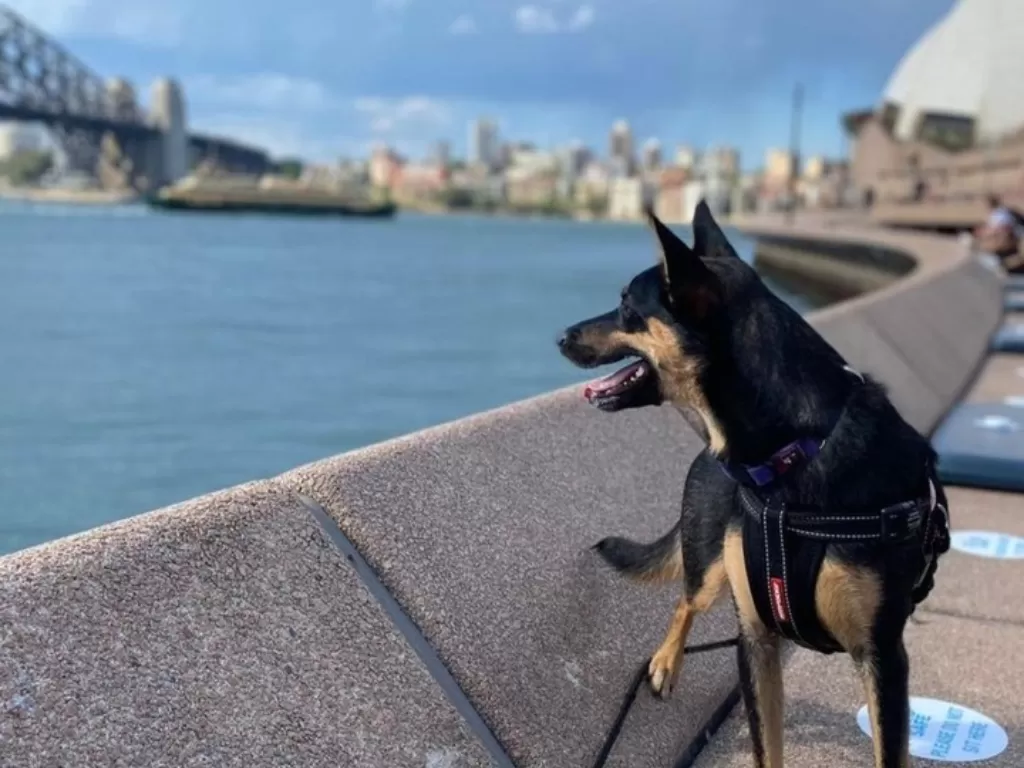 Anjing patroli di Opera House. (Instagram/@operabarsydney)