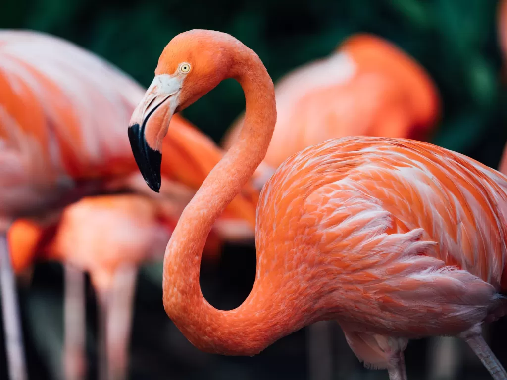 Flamingo. (Photo/Ilustrasi/Unsplash)