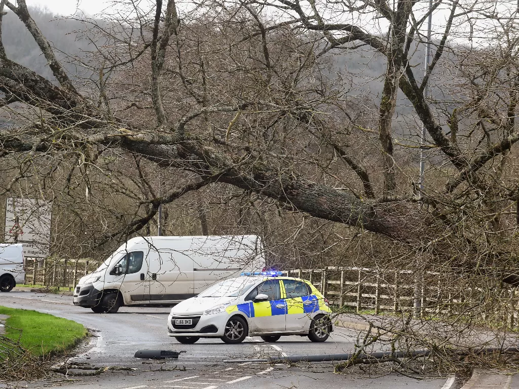 Pohon tumbang akibat Badai Eunice di Tanby, Inggris (REUTERS/Rebecca Naden)