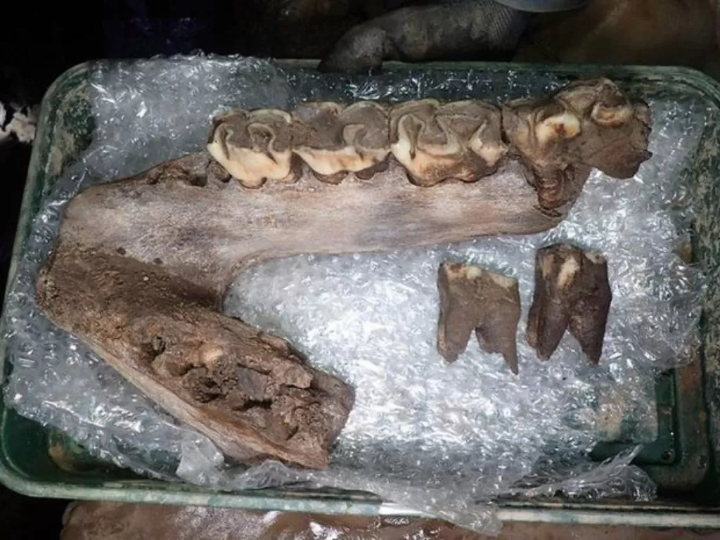 Temuan tulang hewan zaman es. (AC Archeology)