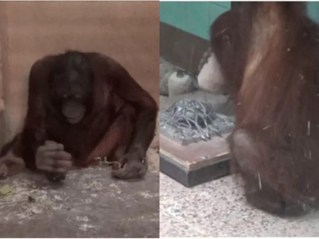 Orangutan menggunakan alat batu palu dan tajam untuk memukul dan memotong (via Daily Science)