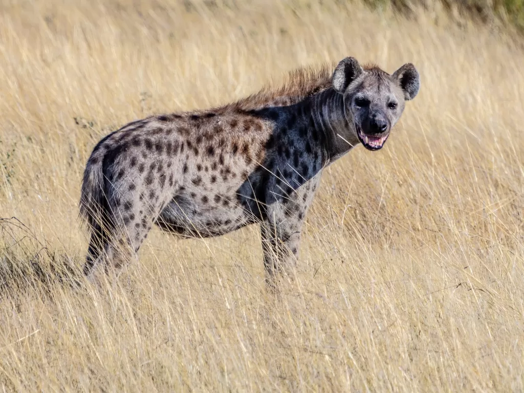 Ilustrasi hyena. (Photo/Ilustrasi/Unsplash)