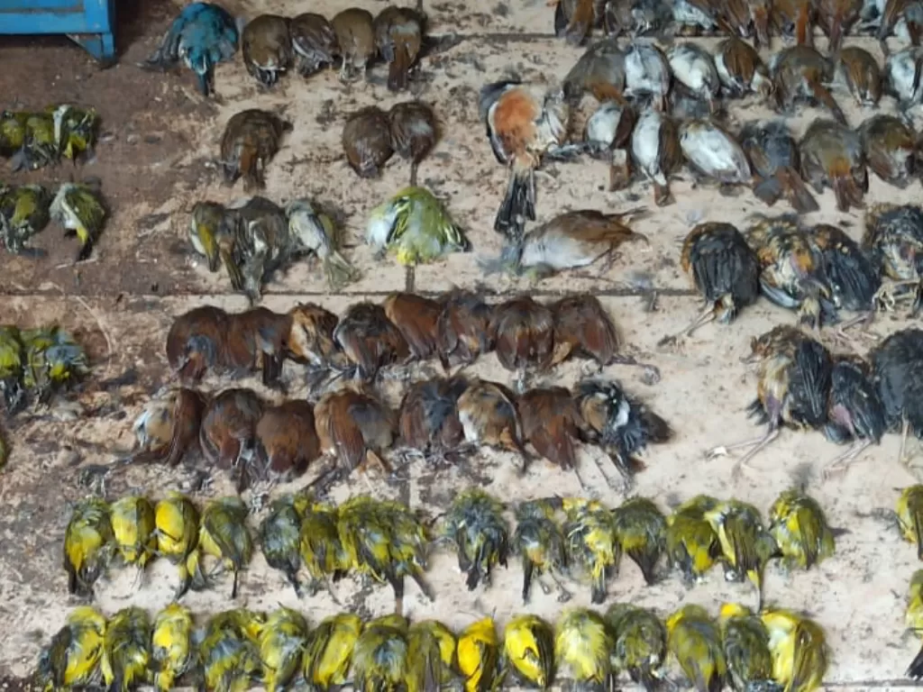Ratusan ekor burung yang mati mendadak (Budiharjo Kusumo/IDZ Creators)